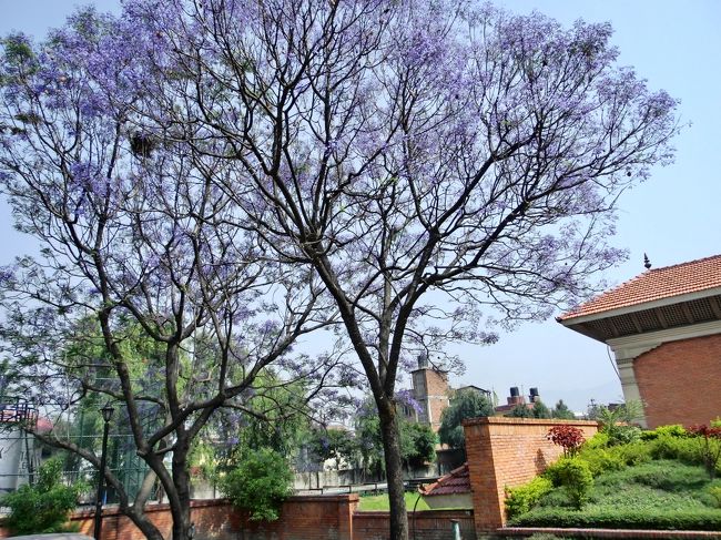 薄紫色の花が日本の桜のように咲いている。ガイドに聞いても何の花かわからない。カトマンズの人たちは花の種類に関心がなさそう。「ジャカランダの花じゃないか」と聞いても首を傾げるばかり。だれか５月にネパールで咲く紫色の花ご存知でしたら教えてください。