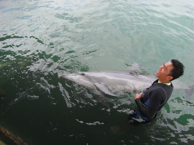 イルカと遊んできました。<br />目が可愛い