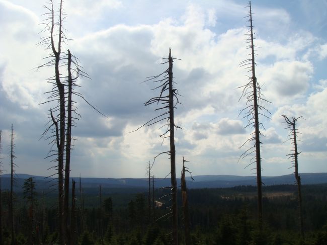 スイッチバック中。<br />今にも魔女が出てきそうな風景…。