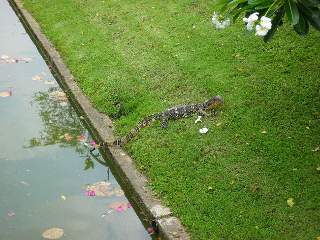 野生のイグアナ？トカゲ？？何かわからないけど、爬虫類的な何か！<br /><br />写真だと大きさあまり伝わらないかもしれませんが、結構でかいです。 <br />全長60cmぐらいはあった気がします…。