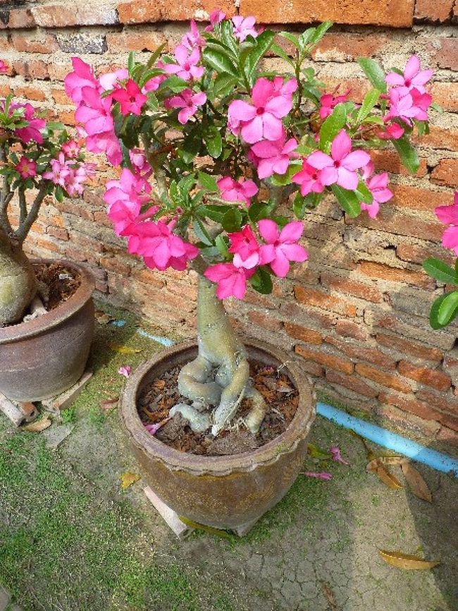 塔を一通り見て、涅槃仏像を見に移動。 <br />その途中で鉢に植えられ並べられていた植物。 <br /><br />花はきれいですが、根っこがなんとも不思議な形をしてます。 <br />なんて名前の植物なんだろう？？ 