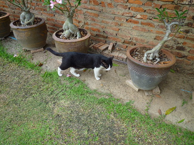 ここでも猫発見！<br /><br />人慣れしてるせいか、はたまた暑いせいか、全然逃げません（笑