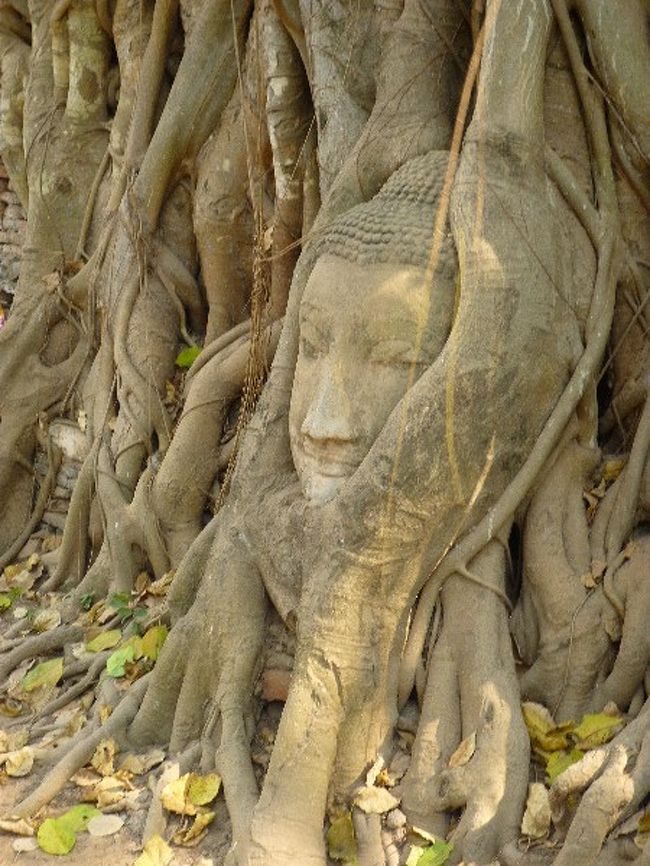 これは日本でも有名ですよね。<br />こちらはその落とされた頭部が木の根に取り込まれています。<br /><br />神秘的な力を感じます…。 