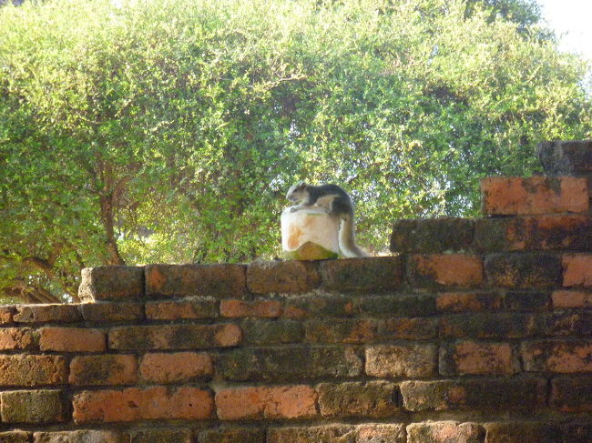遺跡を見終わって外に出ると、野生のリス？がココナッツ食べてました！かわいいいいいいいい！！！！！！<br /><br />そして、また移動。<br />次にするのは『ゾウ乗り』…！！<br /><br /><br />おかんに『タイ行ったらゾウ乗るよ〜』と教えたら、ものすごい勢いで拒否されたけども（笑