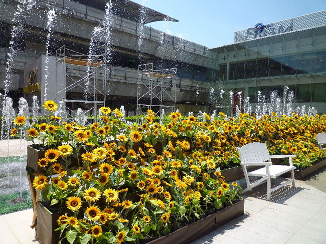 パラゴンとセンターの間はペディストリアンデッキでつながっていて、ひまわりがずらーっと並んでました！！ <br />暖かいところに来ているので当然なのですが、２月にこんなにたくさんのひまわりを見ると、わかっててもびっくりします。