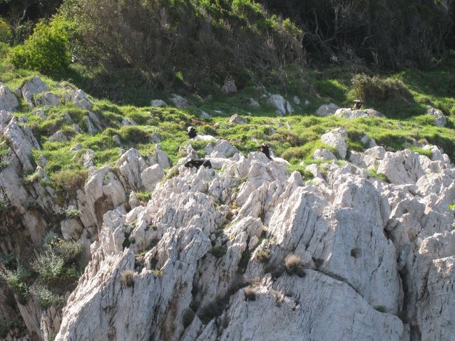 分かりづらいが、岩場に黒いヤギが。ボートのアナウンスで、あちらこちらにある有名人の別荘を教えてくれた。