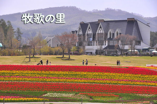 ひるがの高原牧歌の里 チューリップ ひるがの高原 鷲ヶ岳 岐阜県 の旅行記 ブログ By 風に吹かれて旅人さん フォートラベル