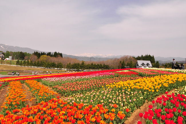 ひるがの高原牧歌の里 チューリップ ひるがの高原 鷲ヶ岳 岐阜県 の旅行記 ブログ By 風に吹かれて旅人さん フォートラベル