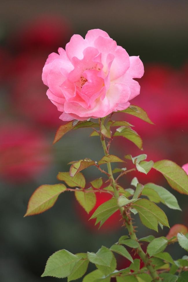 Solitary Journey 907 脳内リフレッシュにはお花観賞が一番 今回は薔薇 福山市ばら公園 緑町公園 広島県福山市 福山 広島県 の旅行記 ブログ By Mechagodzilla 703さん フォートラベル