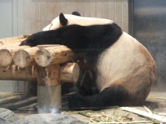 上野のパンダに会いに行こう 初夏はのんびり動物園 上野 御徒町 東京 の旅行記 ブログ By がりさん フォートラベル
