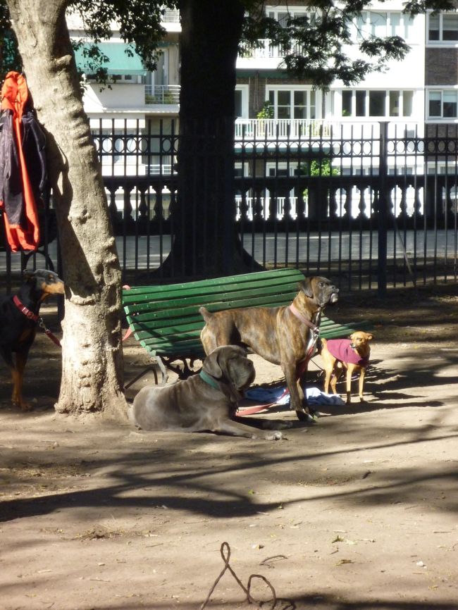 アルゼンチンでは犬のお散歩を職業としてる人がいるみたいで<br />公園で犬をお散歩させてるシーンあいました