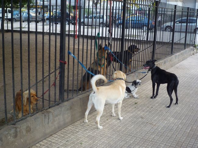 早朝、コロン劇場近くの公園でワンコのお散歩<br />ひとりの人が何匹も連れています。