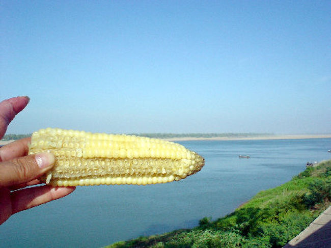 朝ごはんにパン、ジャム、ゆで卵を食べて、ミルク紅茶を飲んだのですが、もうお腹が空いた。<br />市場で仕入れた、ゆでトウモロコシをメコンを眺めながら頂きました。 