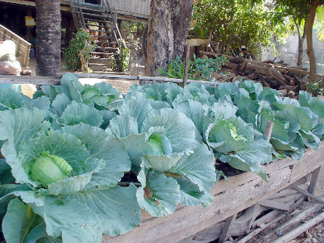 野菜を上手に栽培しています。