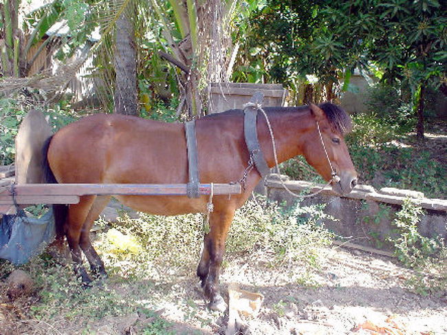 そばに馬車を引く馬が、じっとご主人を待っていました。<br /><br />小柄な馬です。<br />ポニーの種類か？ 