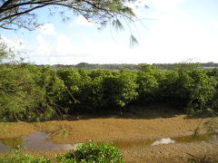 ＜億首川＞
近くにある橋を渡って対岸へ。マングローブ林をより近くから見ることができる。