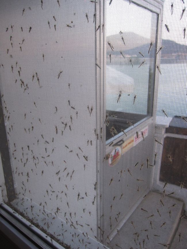 夜にガラス窓に雨音のように何かぶつかる音がするのでカーテンを開けて確認すると光に吸い寄せられた虫が大量に見えた。部屋には入ってこなかったのでよかったが「ラーレ」のドミに泊まった女性は部屋の中に入ったその虫音で寝られなかったと言っていた。