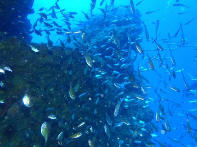 魚のヴェールが凄いです。<br />↓0:16<br />http://www.youtube.com/watch?v=Z5TcgnmegZE<br /><br />人を避けて泳いでますが、逃げません。