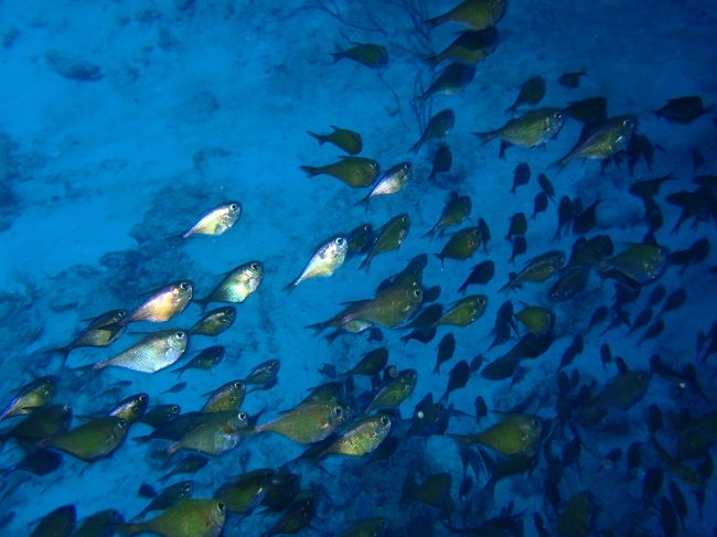 鉈みたいな形^^;<br /><br />ログ見なきゃ名前が解りません(笑)<br />　　　　　↑<br />ちゃんと説明しろよ！(笑)