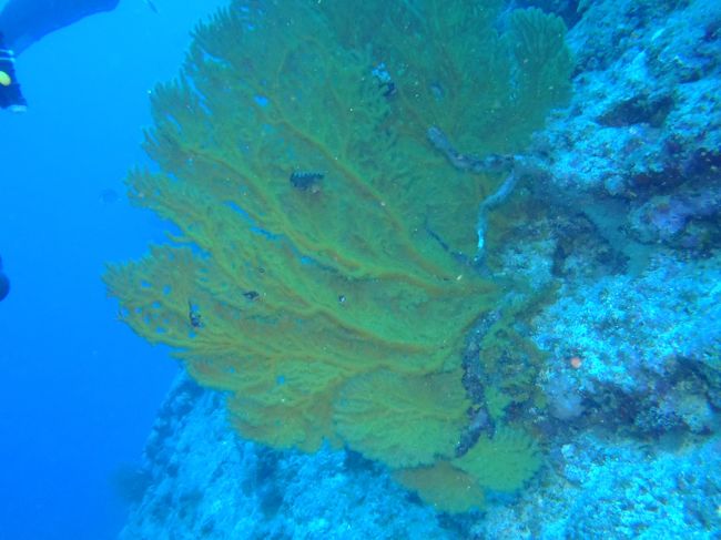 黄色いソフトコーラル。<br /><br />初めて見たかも^^;
