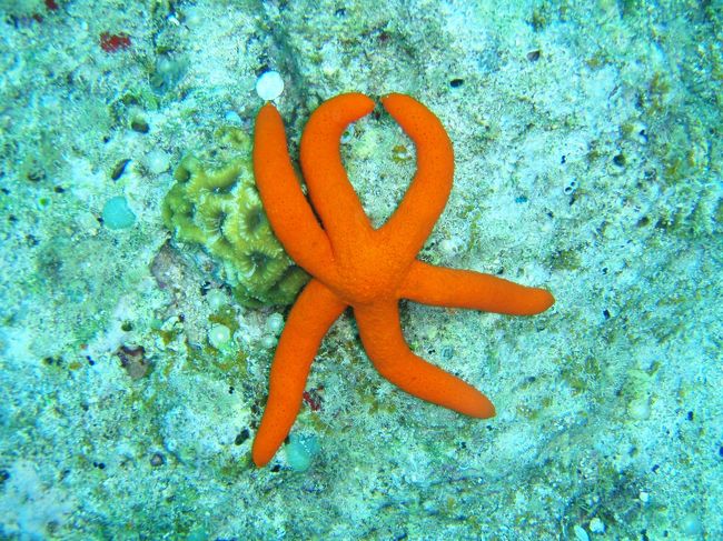 とってもヒトデらしいヒトデ(笑)