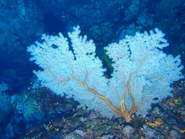ソフトコーラルは綺麗ですね！