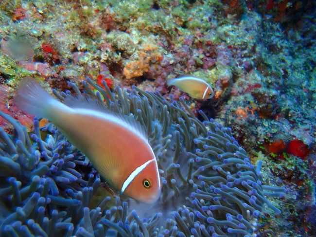 ハナビラクマノミ、イソギンチャクが<br />小さくて隠れられない(笑)