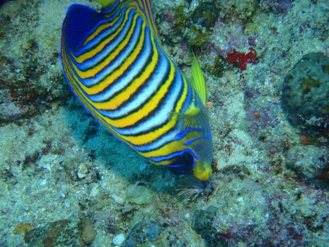 ヤッコさん！<br />幼魚でしたかね？