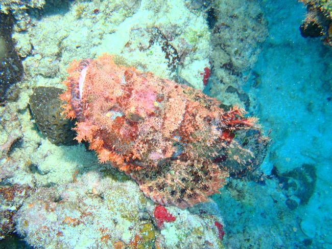 オニオコゼ<br /><br />この子は赤いですね。