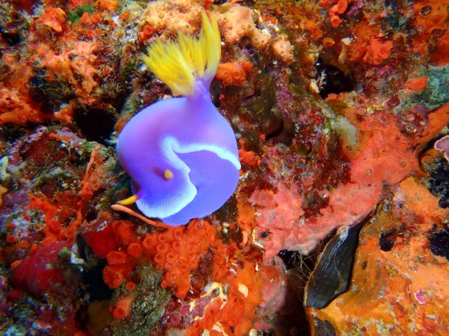 シンデレラウミウシだったかな？<br /><br />この子は丸まっていました。