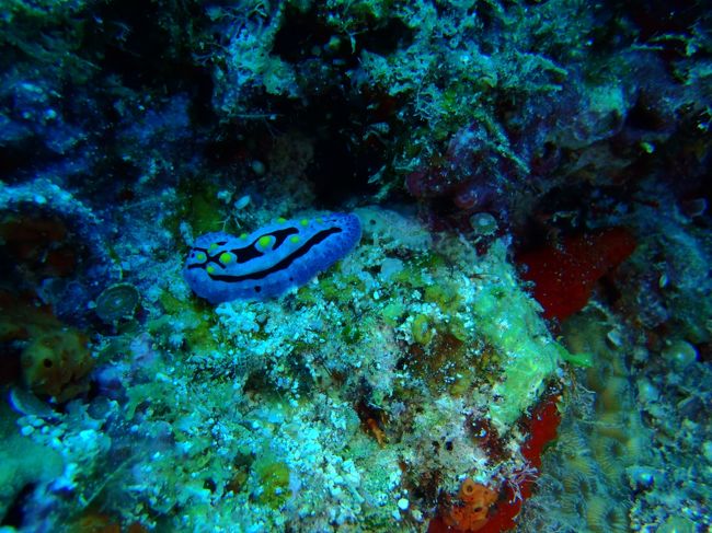 やっぱりウミウシ豊富だなぁ^_^