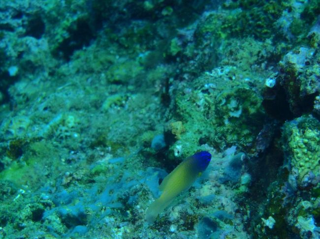 2本目はホーシュー<br /><br />ちょこまか動くし^^;