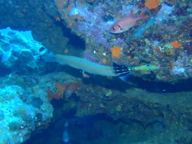 でっかい色つきヤガラ<br /><br />１メートル弱はあったかな？