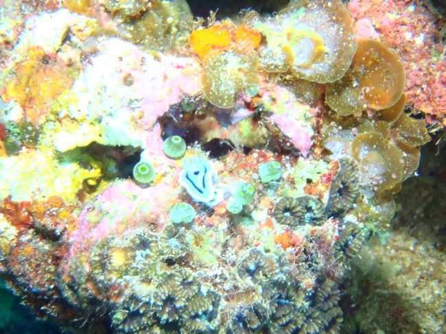 沖縄はウミウシ天国だね^_^