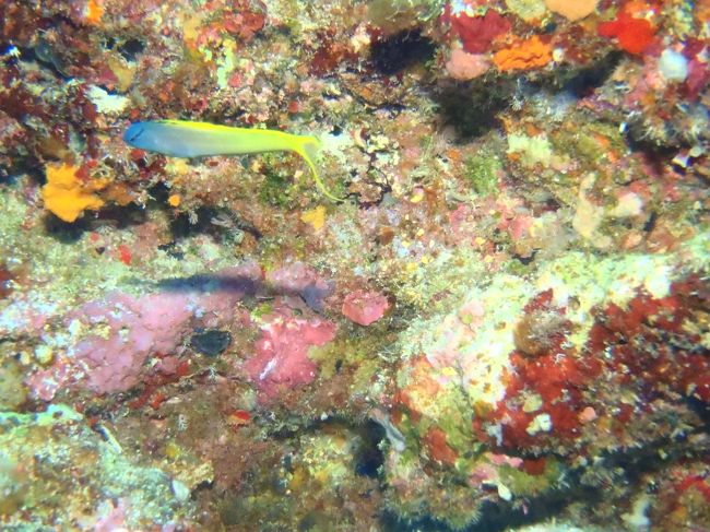 この子もひらひらと漂い<br />落ち着きがないし^^;