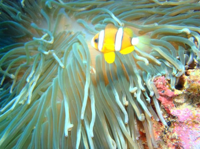 小さいクマノミ可愛いし^^;