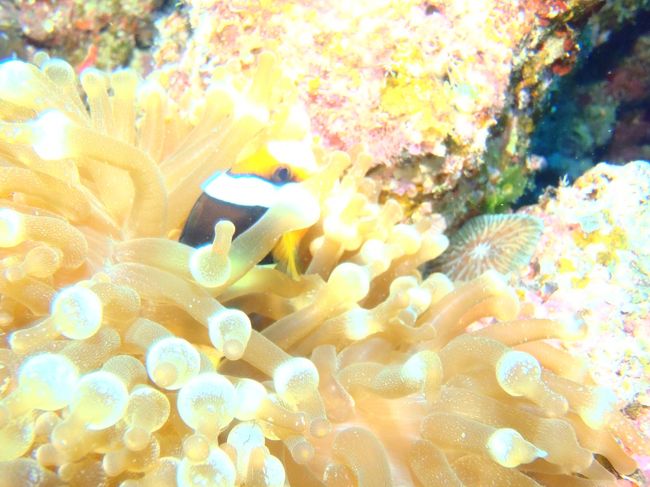 いやぁーん！はじゅかちィ―(笑)