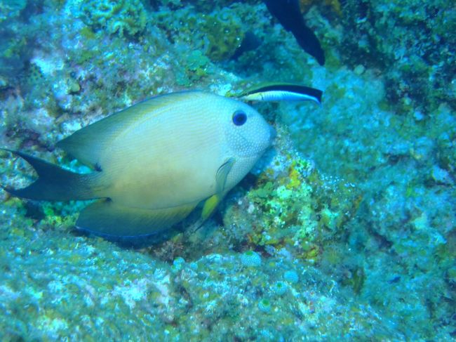 ホンソメワケベラがつついた瞬間。