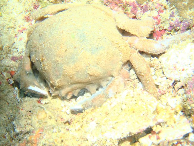 カニ<br /><br />既に亡骸となっていました^^;