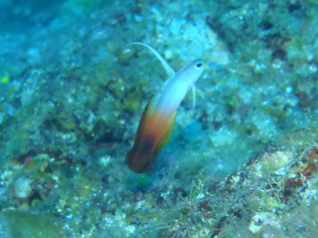 この子逃げないので調子に乗って近づいて