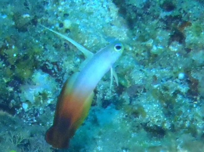 ズームで撮影してみました。