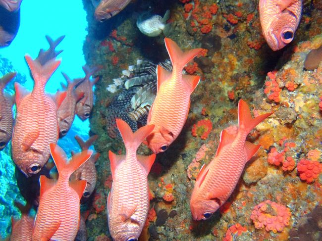 ネッタイミノカサゴを撮影しようとしたら<br />この子たちが邪魔を^^;<br /><br />よく見たらハリセンボンも逃げてる(笑)