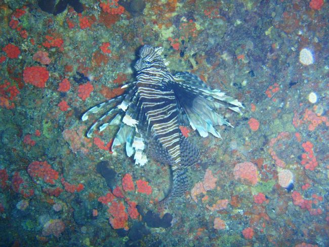 壁に張り付きました。<br /><br />※奥さん撮影