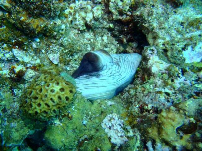 このタコに奥さんめっちゃ興味津々。<br />↓1:03<br />http://www.youtube.com/watch?v=j0u_-XQy6Q0