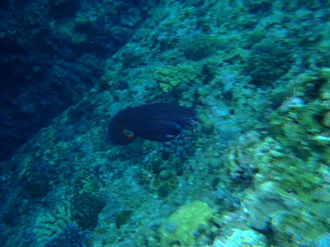 あまりにしつこいので逃げ出しました。