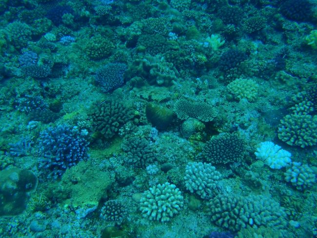 この辺りは珊瑚も綺麗ですね。