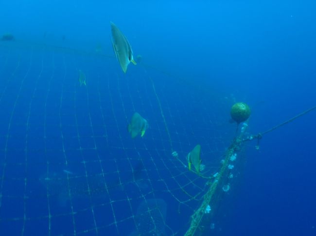 スチールタンクからここでアルミタンクに変わり、<br />ウェートが足りません^^;<br /><br />５ミリのウェットに１キロプラスアルミじゃ<br />沈みませんね^^;<br /><br />潜行ロープを使い強引に沈みました(笑)