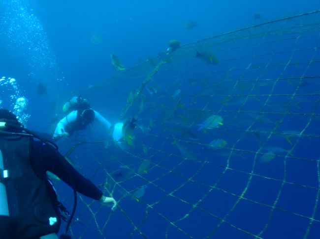 網のこの部分から中に入ります。