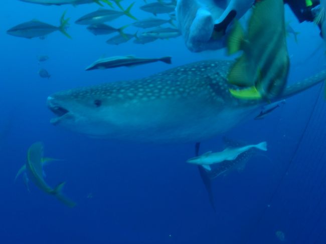 網の中に入るとウォーでけえ！