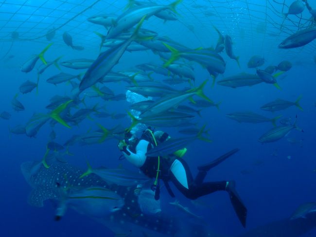 ジンベイのおこぼれにありつこうと<br />魚たちがいっぱい来ます。